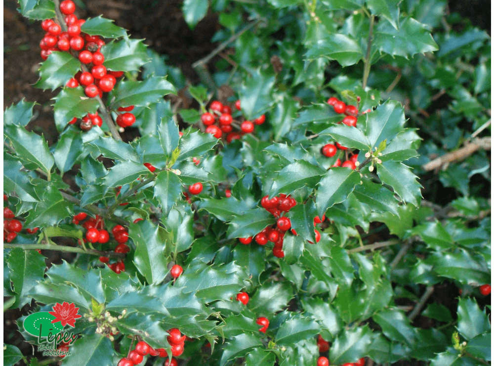 Latvijas Stādi - Ilex × Meserveae 'Blue Princess' - Meservas Ilekss, šķirne